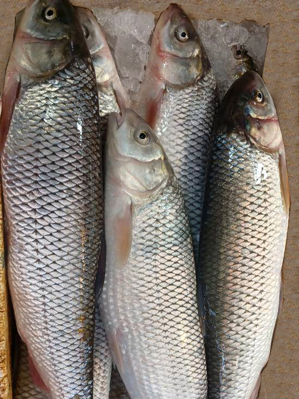 ماهی سفید تازه دریای خزر پاک شده - 4 عدد