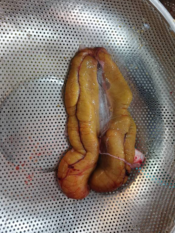 اشبل ماهی سفید تازه خام و فرآوری نشده