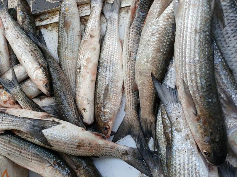 ماهی کفال تازه دریای خزر پاک شده - 5 عدد